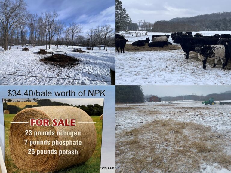 Bale Grazing: Another Tool in the Box