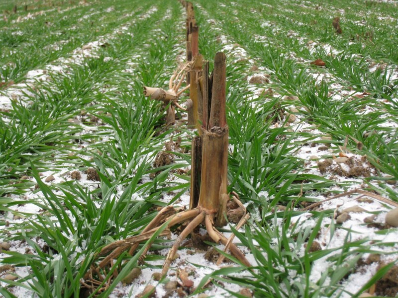 2013 NACD National photo contest winner (cover crop)
